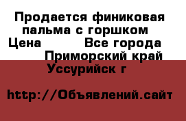 Продается финиковая пальма с горшком › Цена ­ 600 - Все города  »    . Приморский край,Уссурийск г.